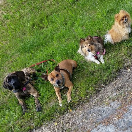velge hund massasje annonser velge hund massasje annonser