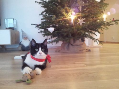 Kosen katt søker snill eier