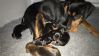 Pinscher pinschervalp