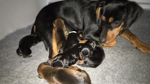 Pinscher pinschervalp