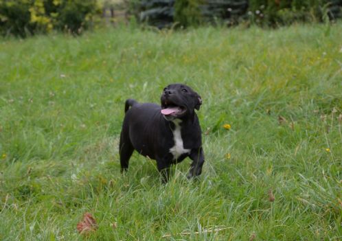 Staffordshire bull terrier fci
