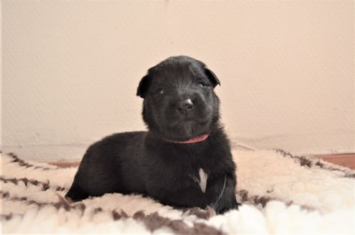 Belgisk fårehund, groenendael
