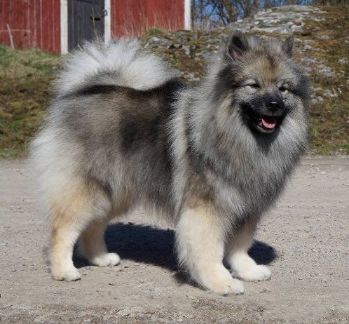 Keeshond