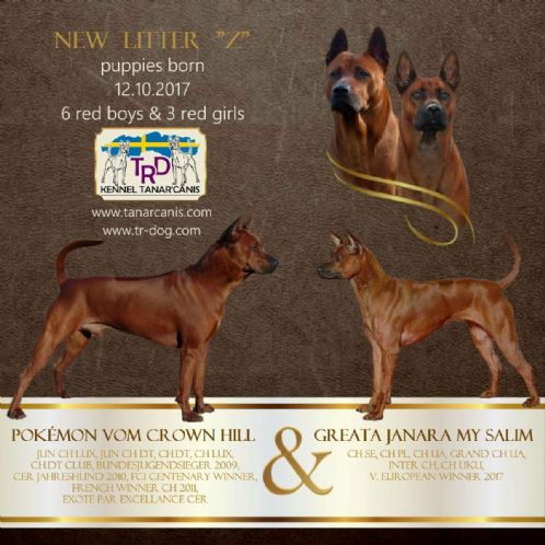 Thai ridgrback dog