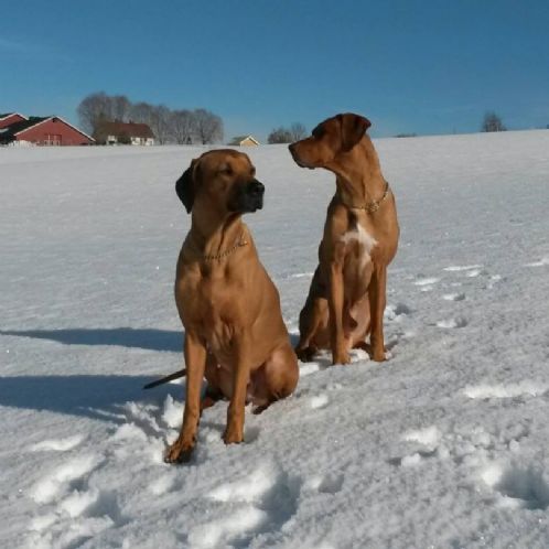 Rhodesian ridgeback
