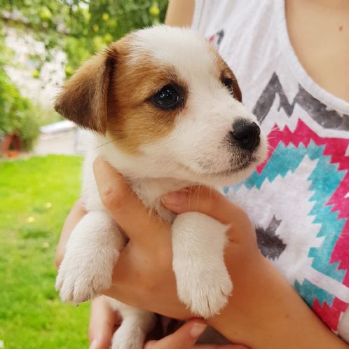 Jack russell tispe