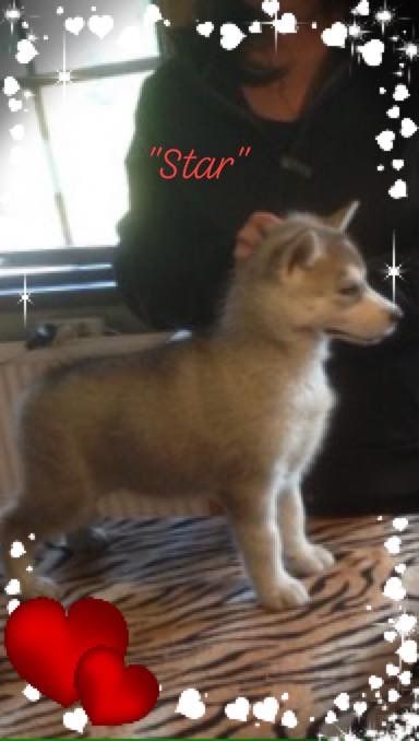 Siberian husky tik valp show