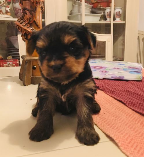 Yorkshire terrier valper