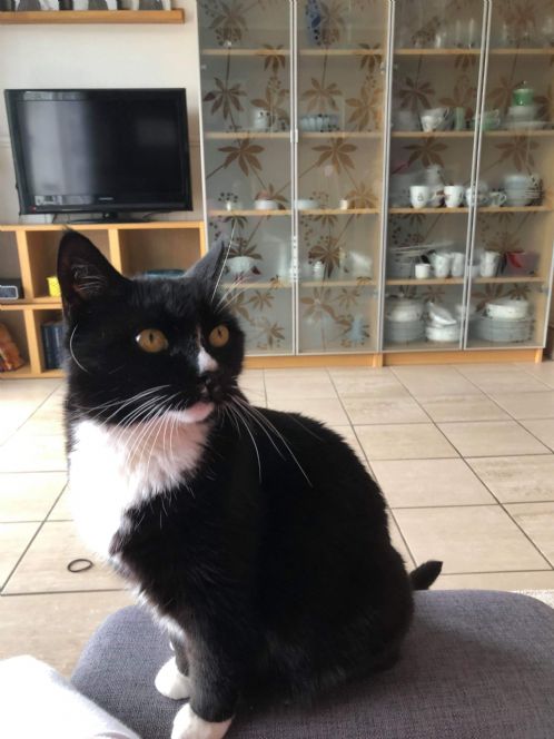 Bella 11 år trenger nytt hjem