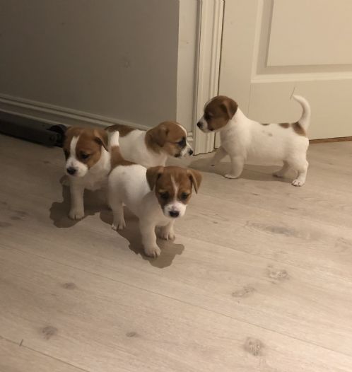 Jack russell valper nkk