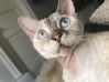 Devon rex omplasseres