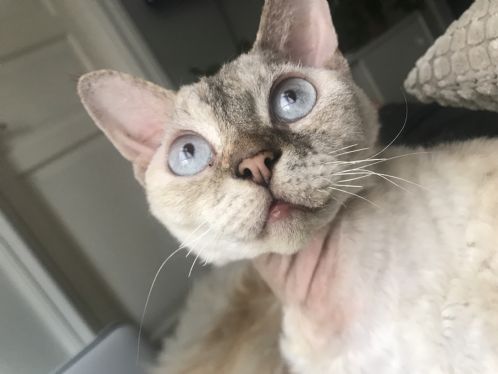 Devon rex omplasseres