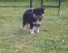 Finsk lapphund valpar