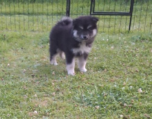 Finsk lapphund valpar