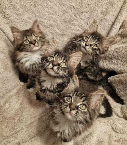 Maine coon mix