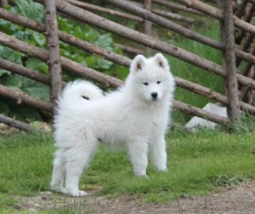 Samojedvalp