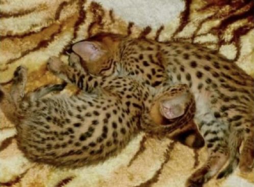 Kattunger i bengal og savannah