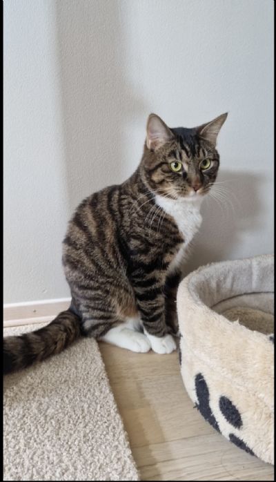 Pookie s�ker nytt hjem 