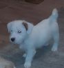 Jack russell terrier valper