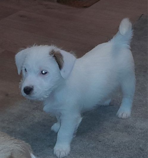 Jack russell terrier valper