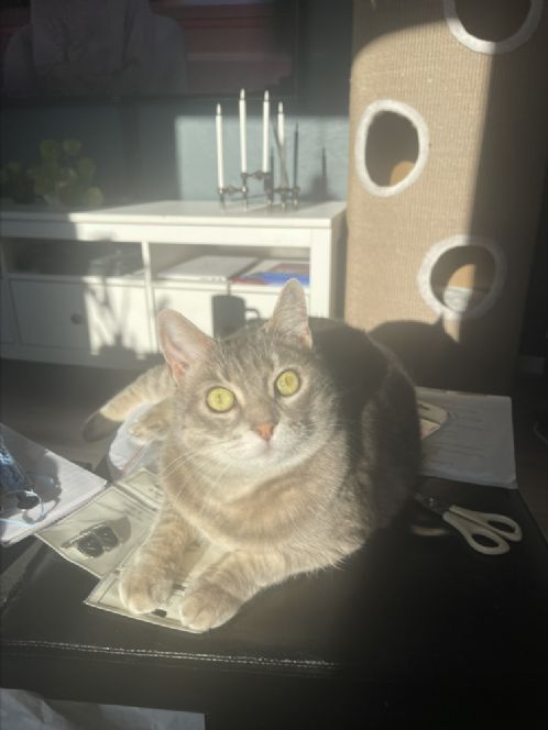 Omplassering av hunnkatt 