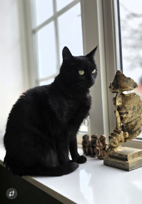 Nydelig pus til nytt hjem..