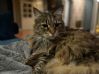 Skogskatt/mainecoon