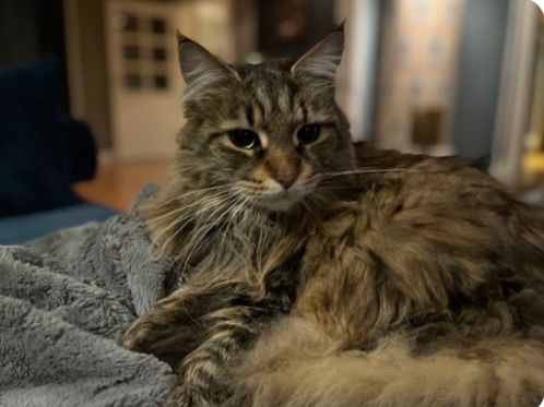 Skogskatt/mainecoon