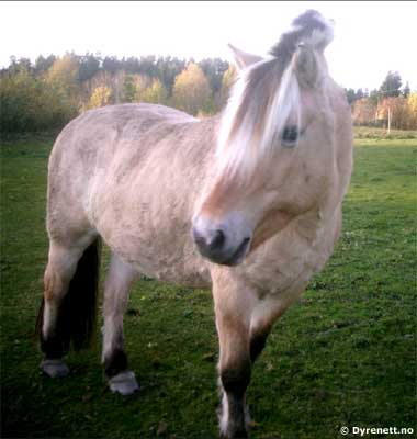 Erna - Klikk for stort bilde!