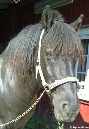 Mj�nvin - Klikk for stort bilde!