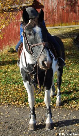 Millenuim Crossword - Klikk for stort bilde!